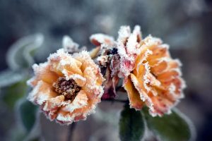 frost on flower