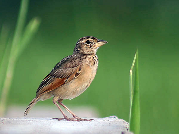 hobbies bird watching bengal bush lark