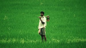 Indian farmer 