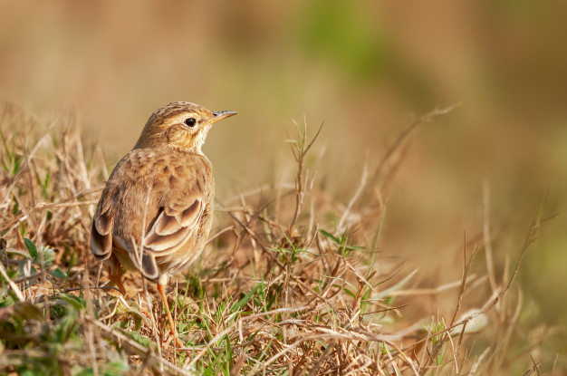 hobbies bird watching grass pipit