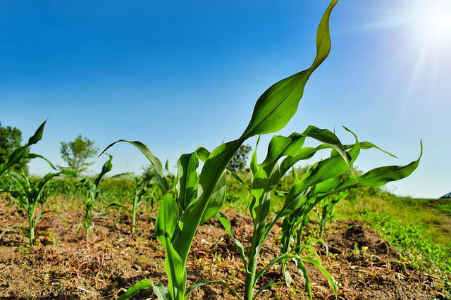 maize farm corn field Pixabay