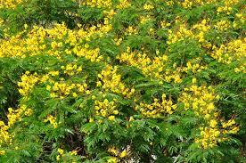 radhachura flower in spring