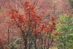 palash flower bloom in Jharkhand in spring