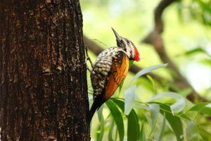 birds in spring