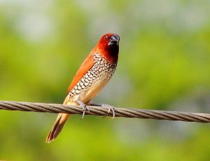 scaly breasted munia spotted during summer in April