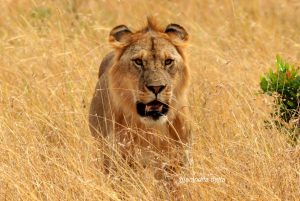 The lion king Masaimara, Kenya