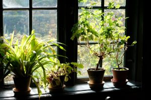 indoor plants make happy home in pandemic