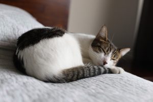 cat pet cat