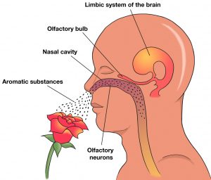 how the olfactory bulb works