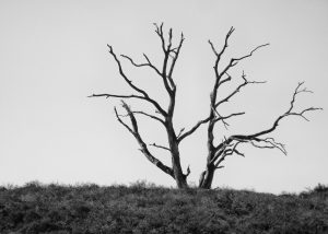 dead oak wikimedia