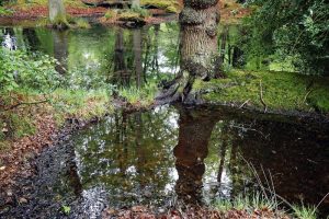 moss green pond children's story