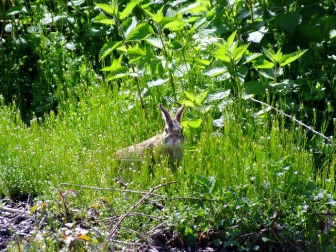 wildlife thrive in gardens hare