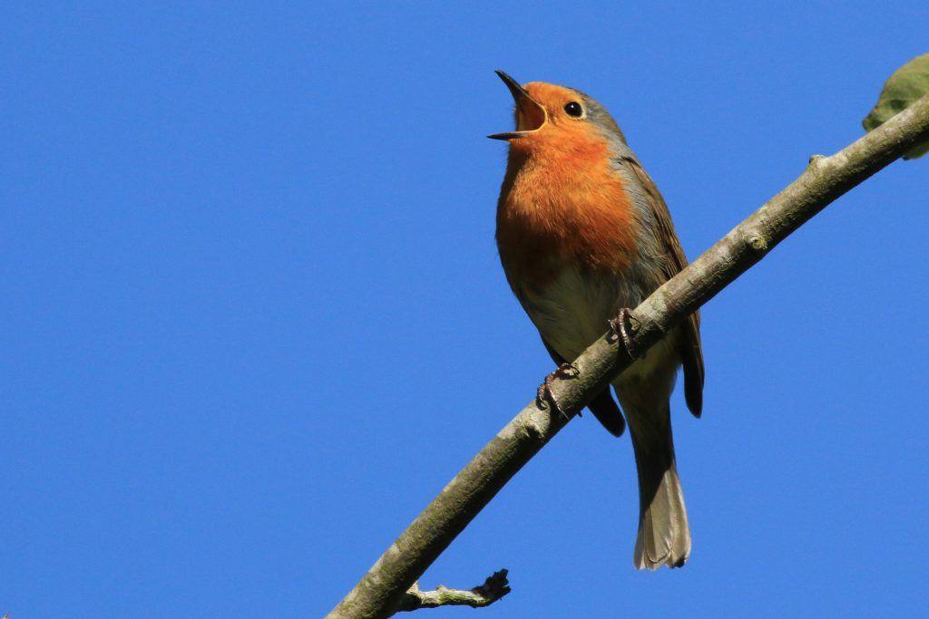 singing Robin bird