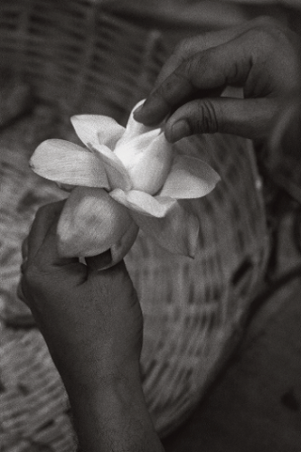 lotus flower Durga Puja Chirodeep Chaudhuri