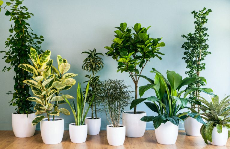 air purifying indoor plants