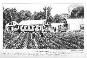 Liberty garden in US during WWI