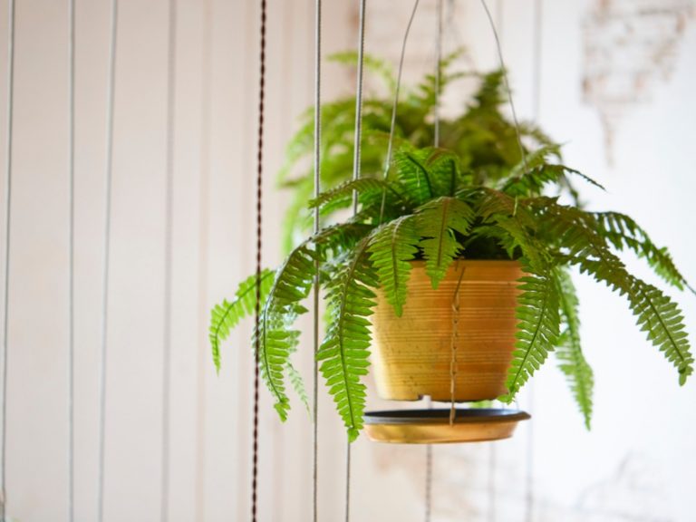 Boston fern