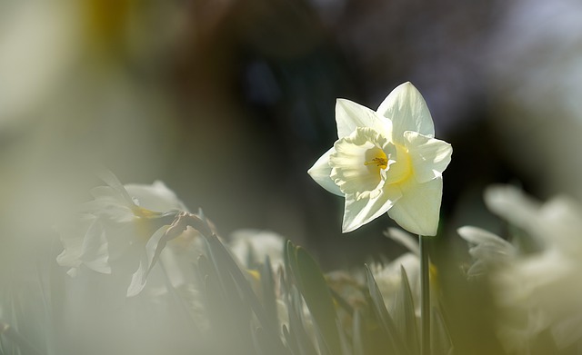 narcissus flower