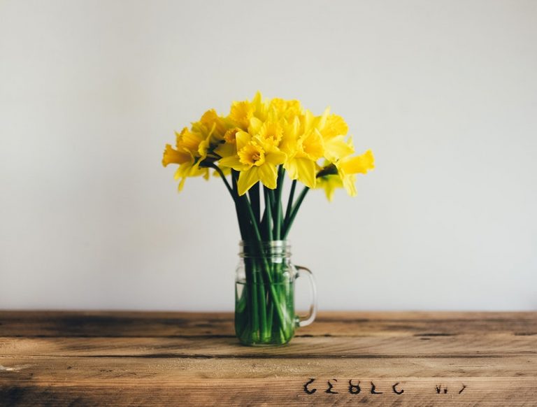 daffodils in vase