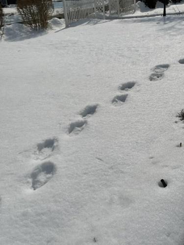 animal paws and hooves marks on snow