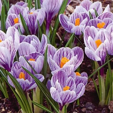 crocus bloom in spring in our garden