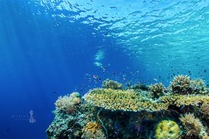coral reef