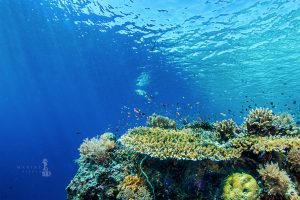 coral reefs under the ocean