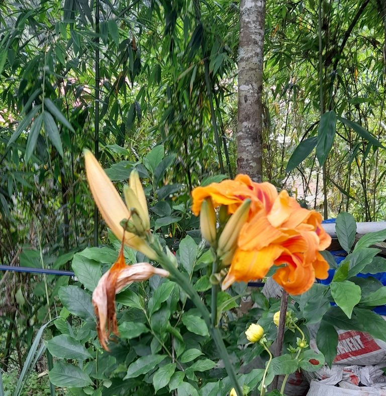 wild lily in Kalimpong