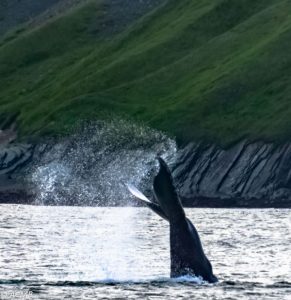 humpback whale in canada