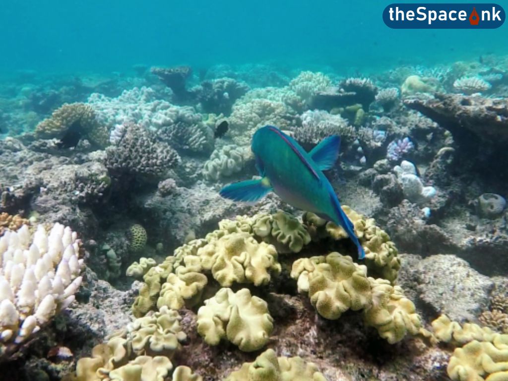 From the Coral Reef to Rainforest Visiting Cairns Australia