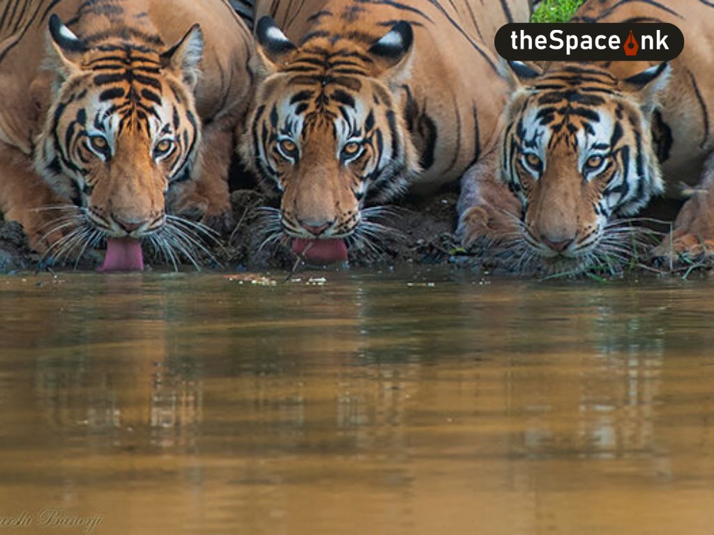 Global Tiger Day