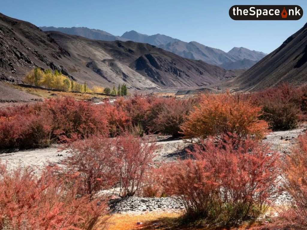 Changthang_Ladakh