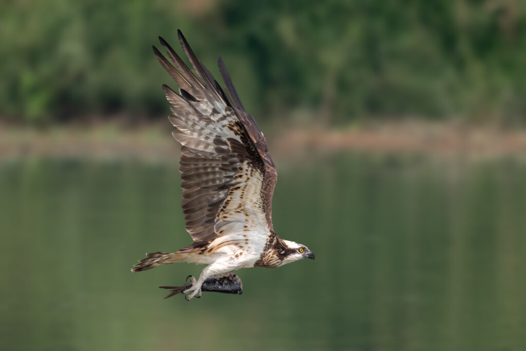 Migratory Bird