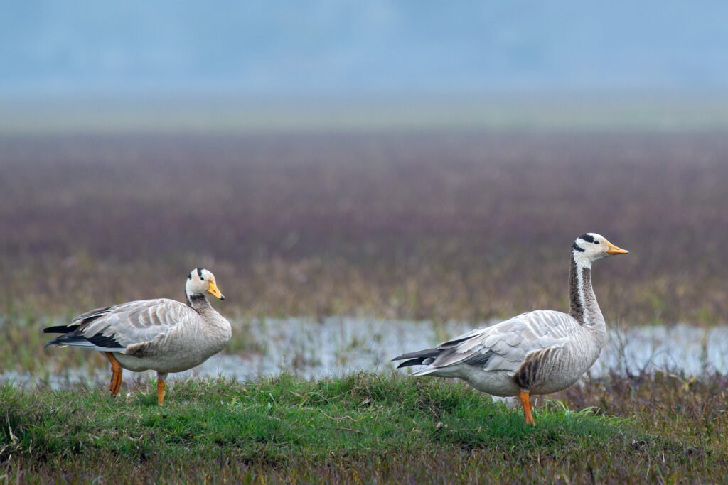 Migratory Bird