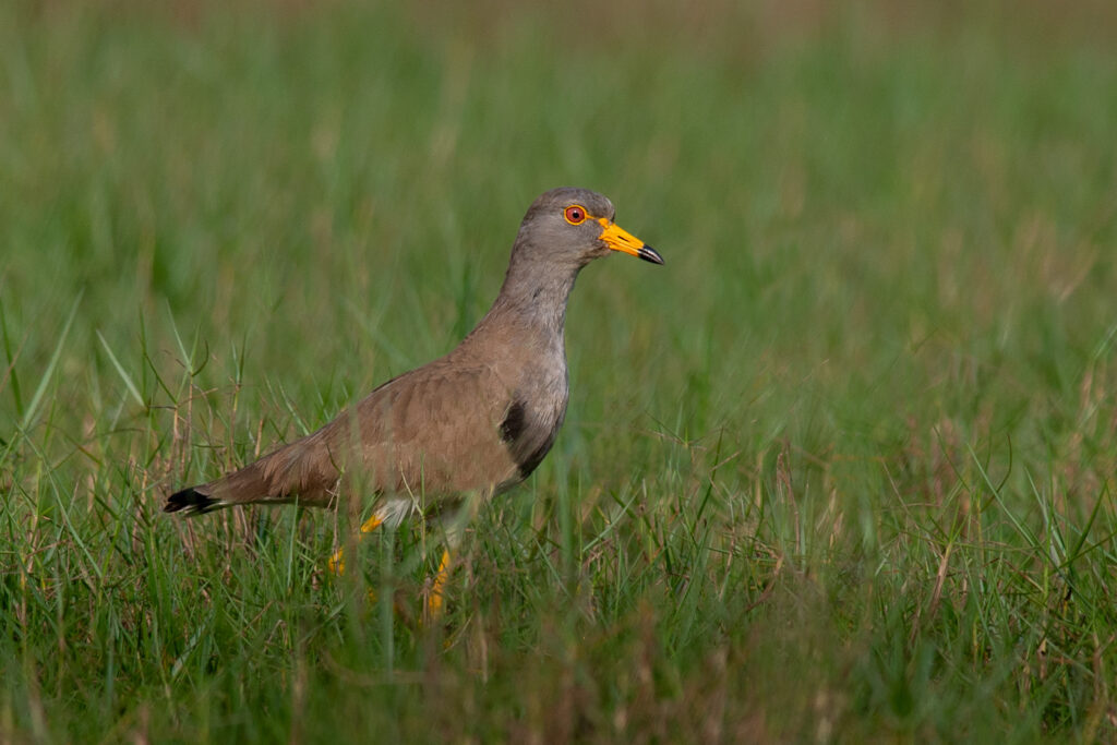 Migratory Bird