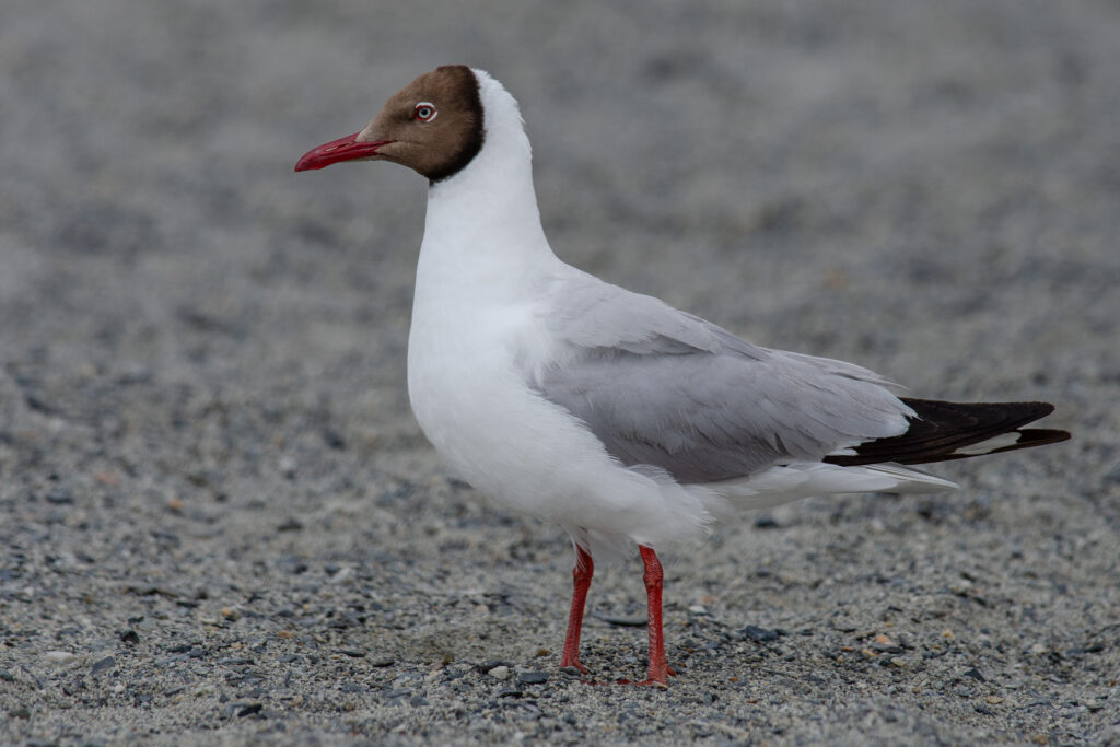Migratory Bird