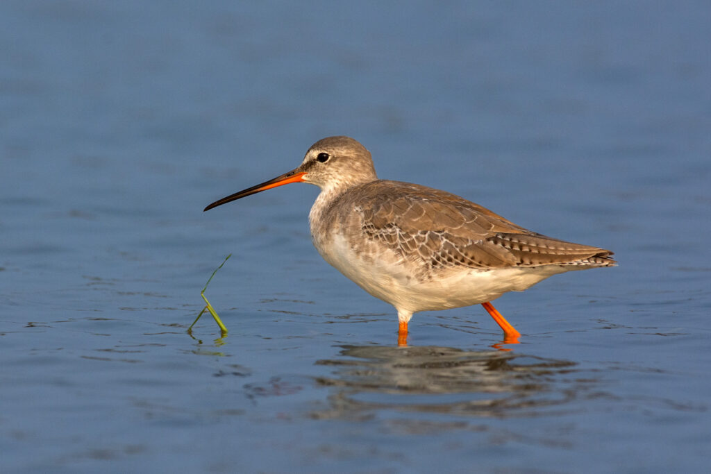 Migratory Bird