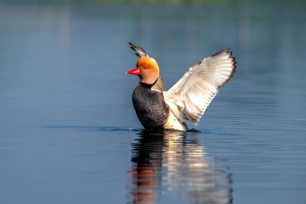 Migratory Bird