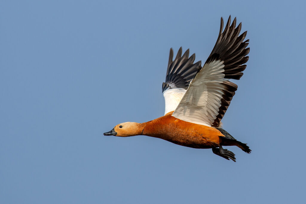 Migratory Bird