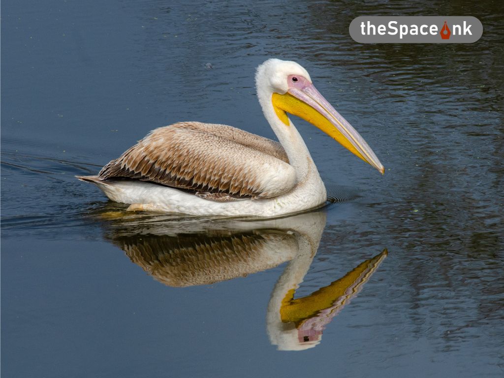 Migratory Bird