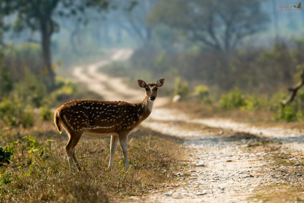 Jim Corbett National Park