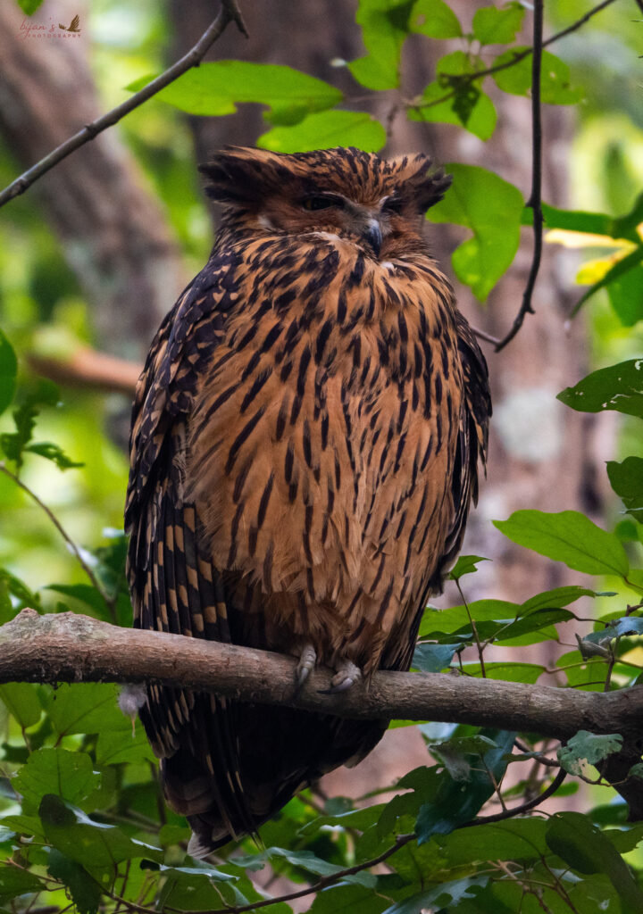 Jim Corbett National Park