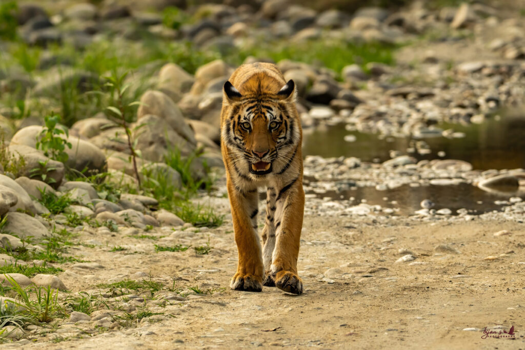 Jim Corbett National Park