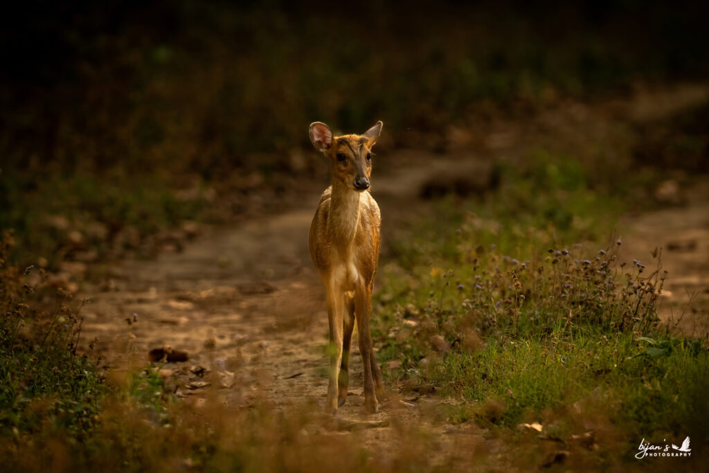 Jim Corbett National Park