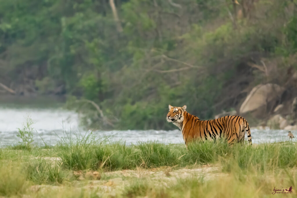 Jim Corbett National Park