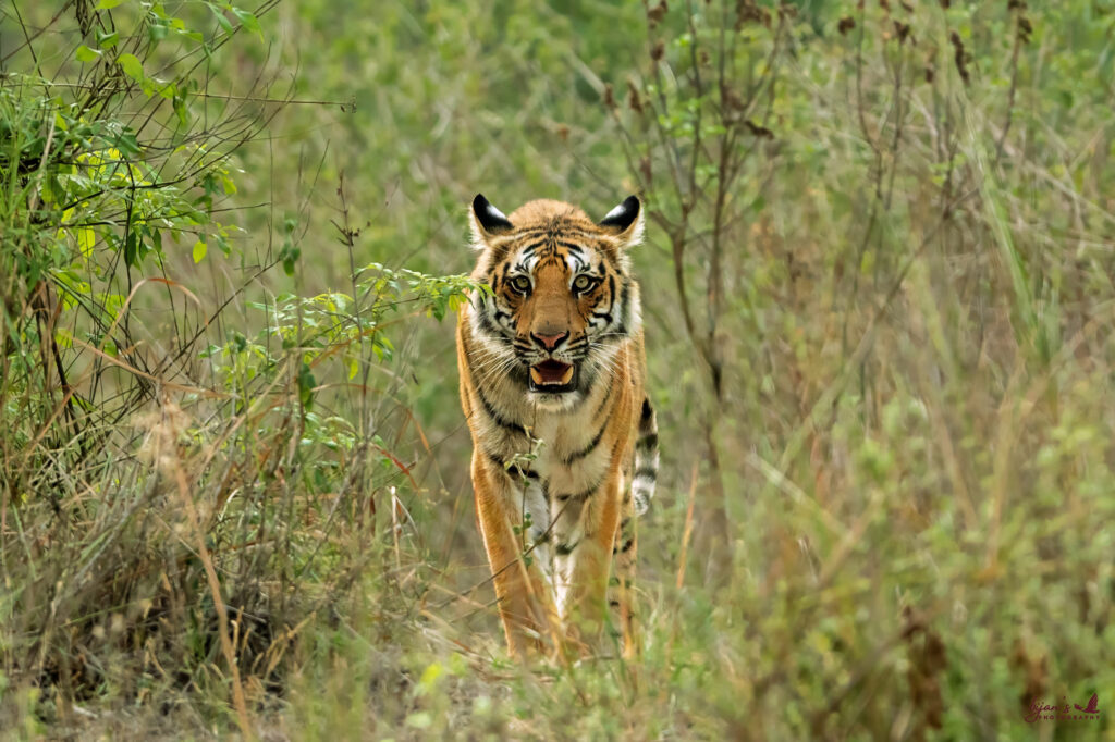 Jim Corbett National Park