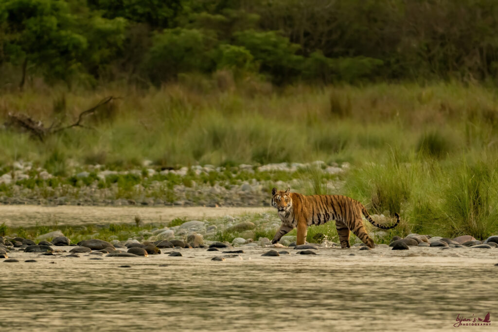 Jim Corbett National Park
