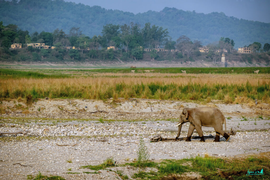 Jim Corbett National Park