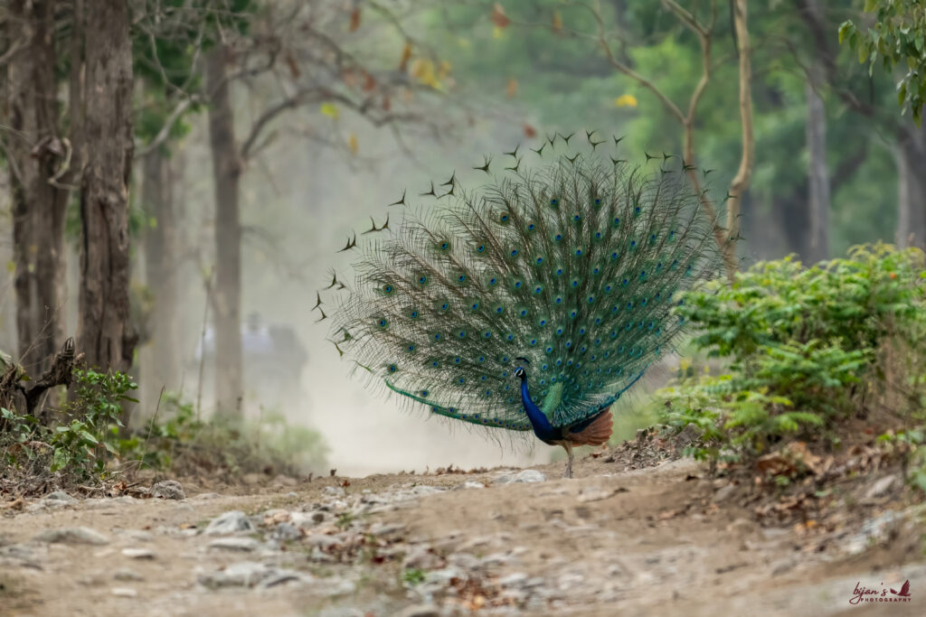 Jim Corbett National Park