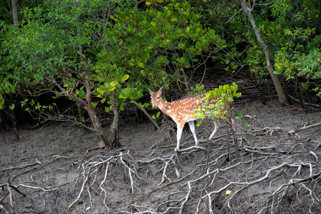 Sunderban